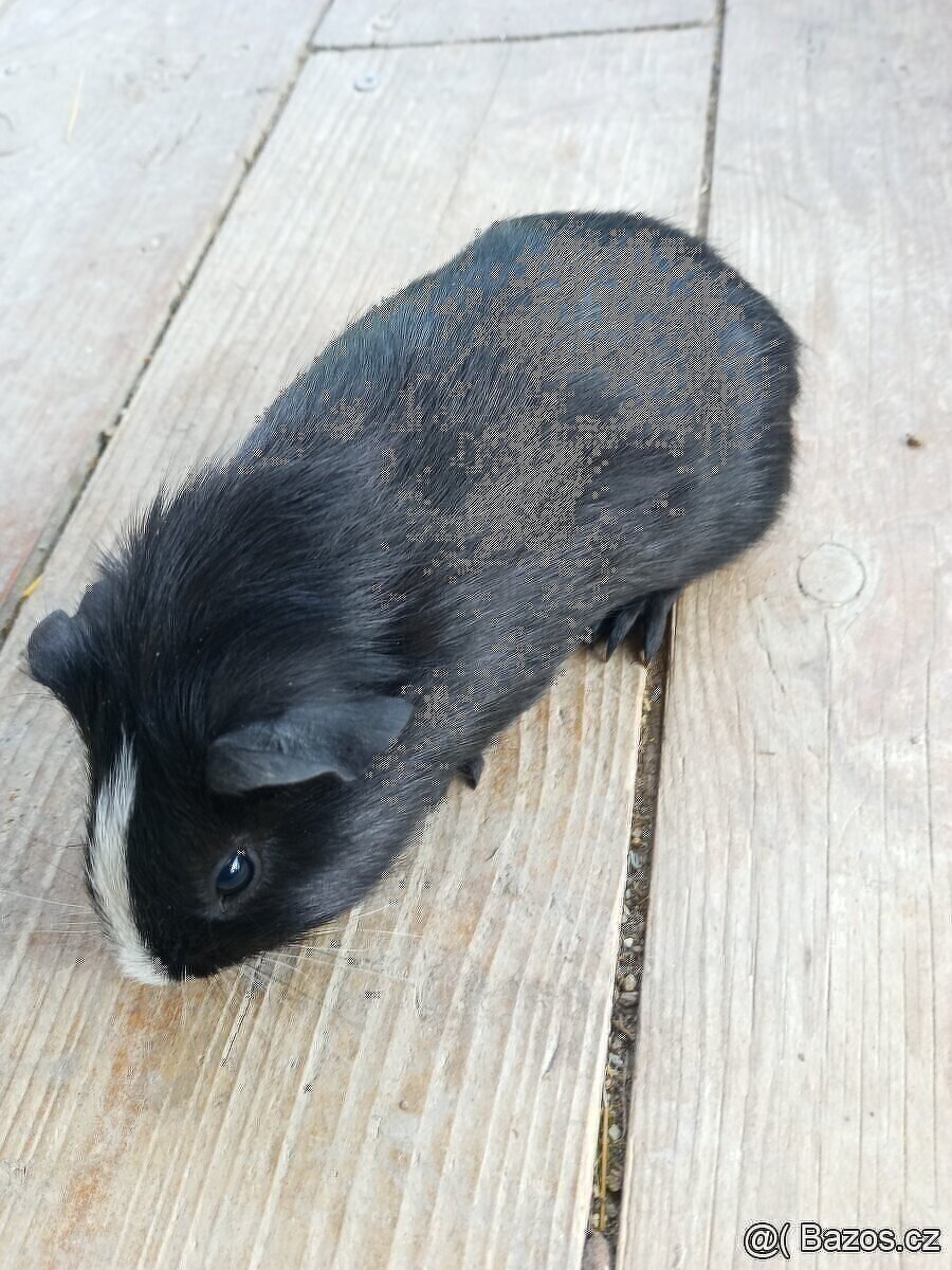 CUY (75%) Morčata - samečci - 5