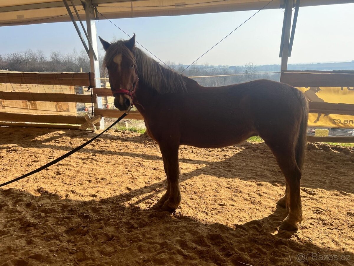 Prodám valacha plemene Welsh Part-Bred - 5