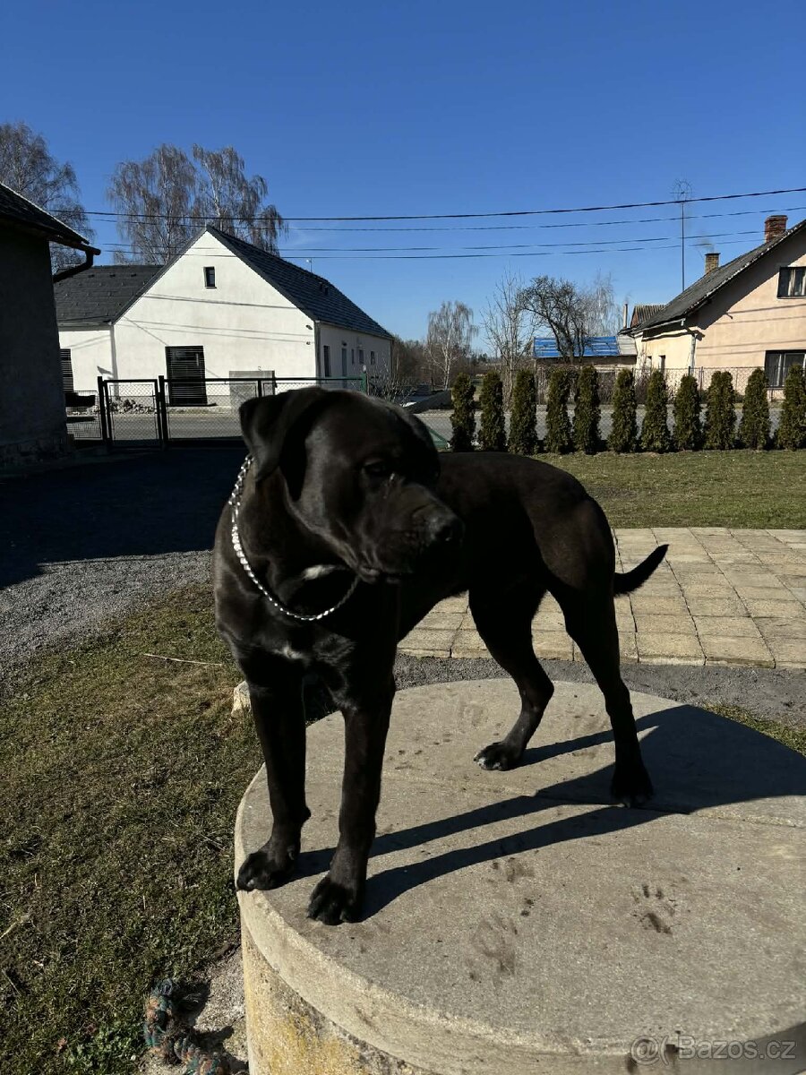 Prodej psa - 5