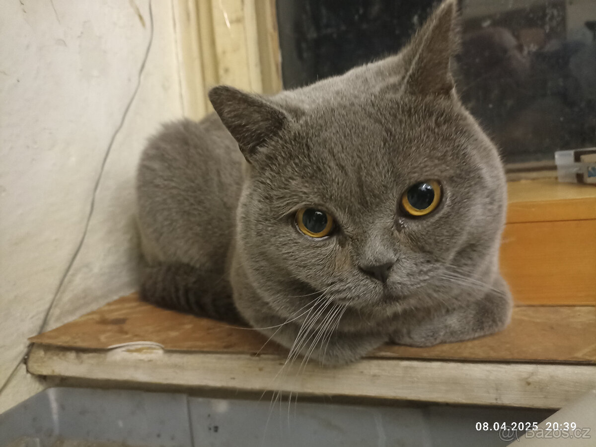 Britský modrý kocour ke krytí - 5