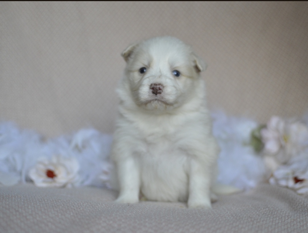 Border kolie - štěňátka s PP - 5