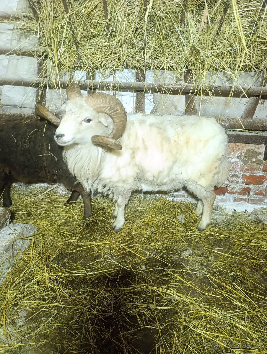 Ouesantská / quessntská ovce - 5