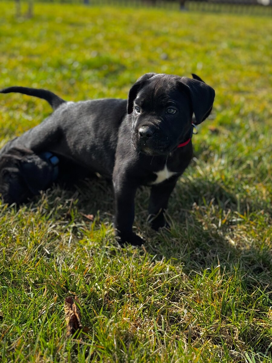 Štěňátka Cane Corso s PP - 5