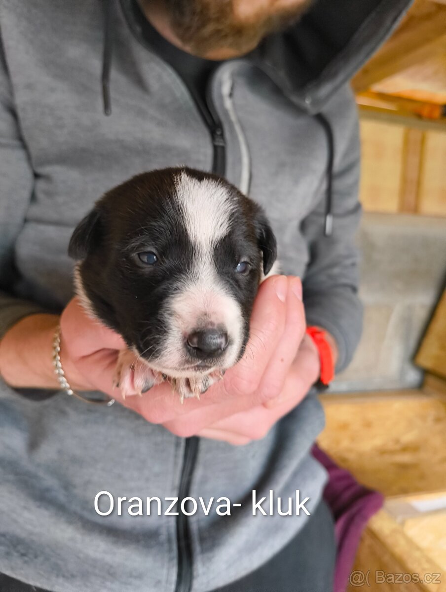 Štěňata - kříženec - 5