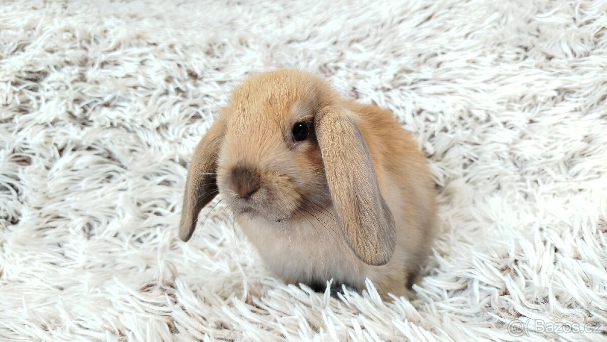 Zakrslý beránek, králíček, králík - JIJI - 5