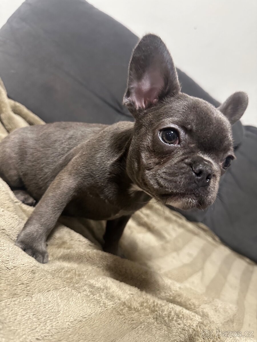 Francouzský buldoček - 5