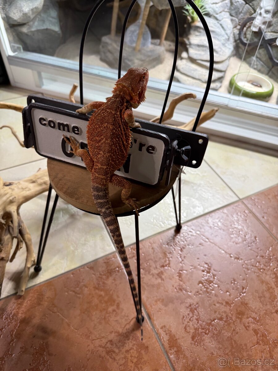 Agama vousatá ihned k odběru - 5