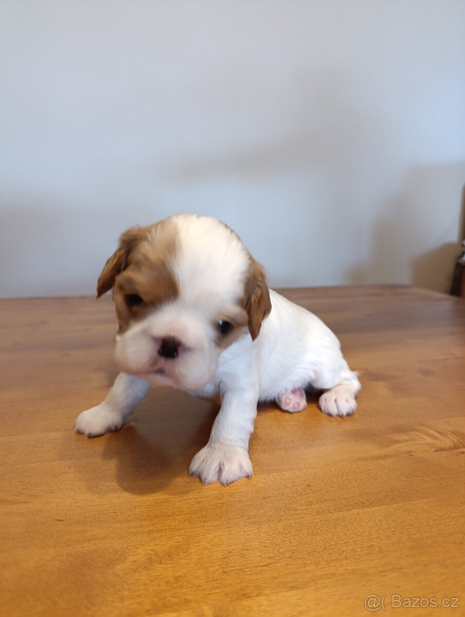 King Charles španěl (spaniel) - štěňata s PP - 5