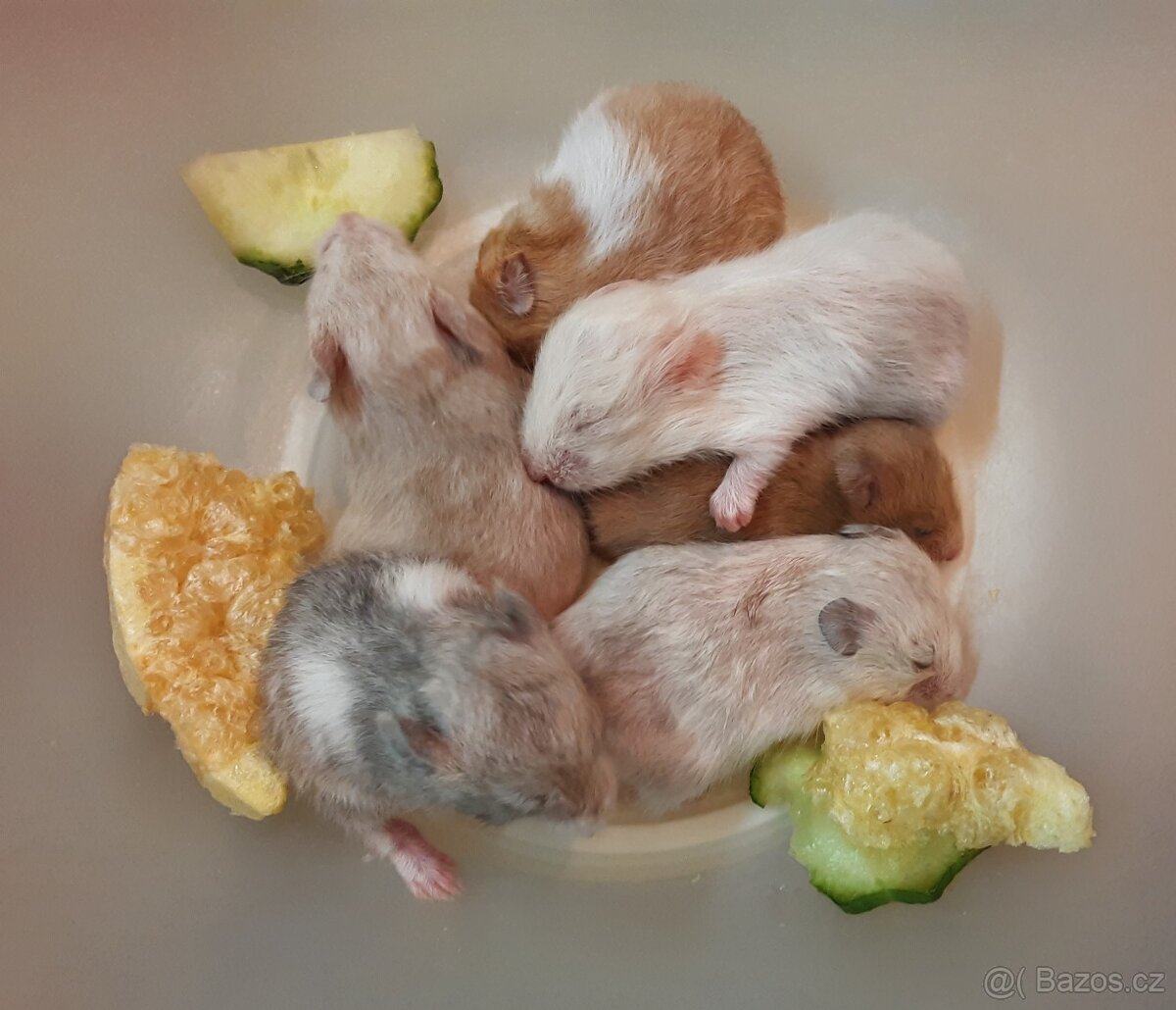 Křeček syrský/zlatý - mláďata - 5