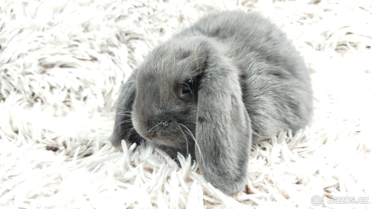 Zakrslý beránek, králíček, králík - BONNY - 5