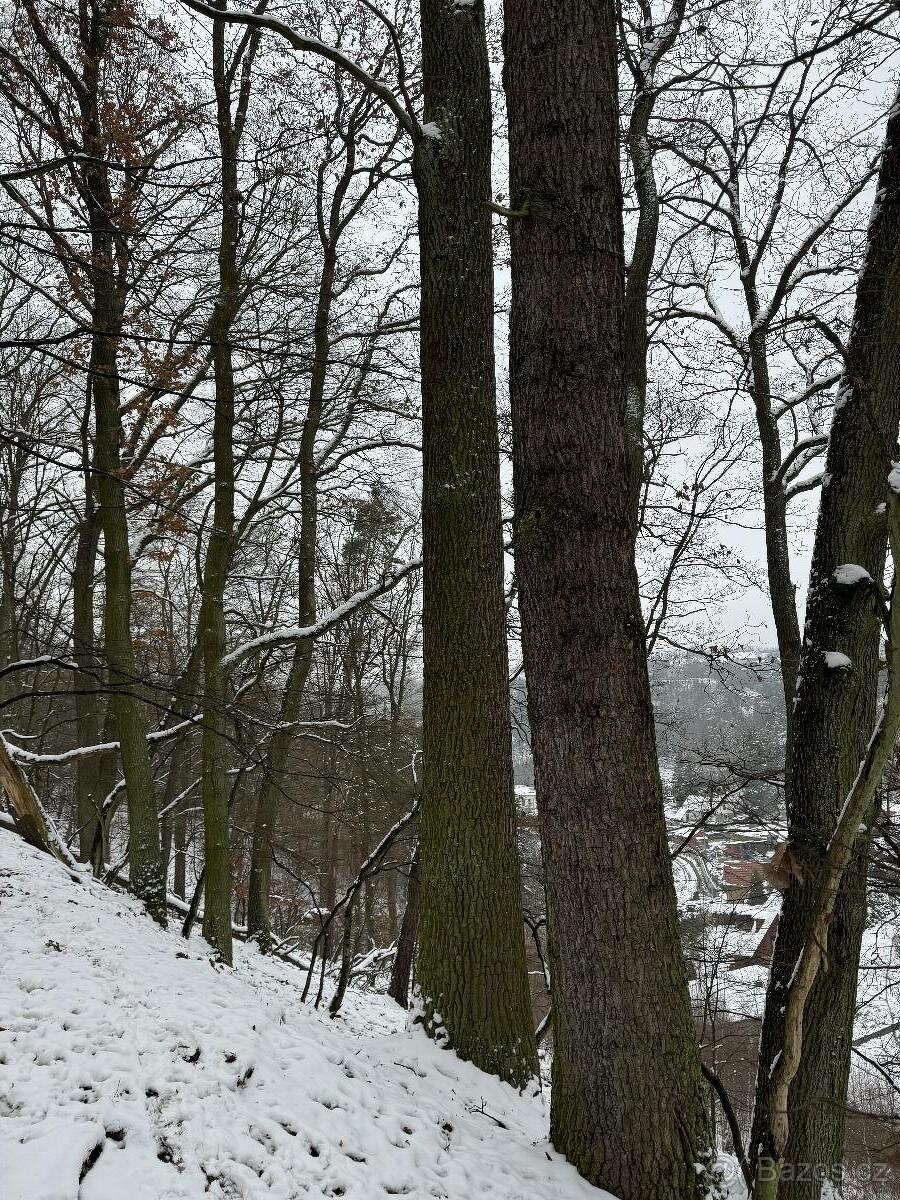 Prodám lesní pozemky v k.ú. Strážnice u Mělníka - 5