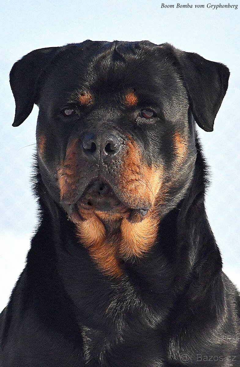 rotvajler - štěňata - 5