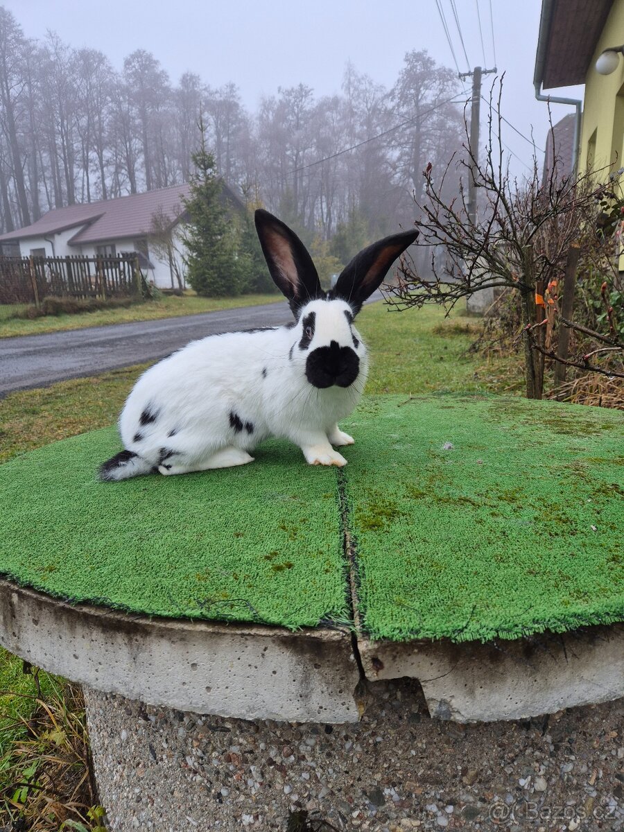 Německý obrovitý strakač - 5