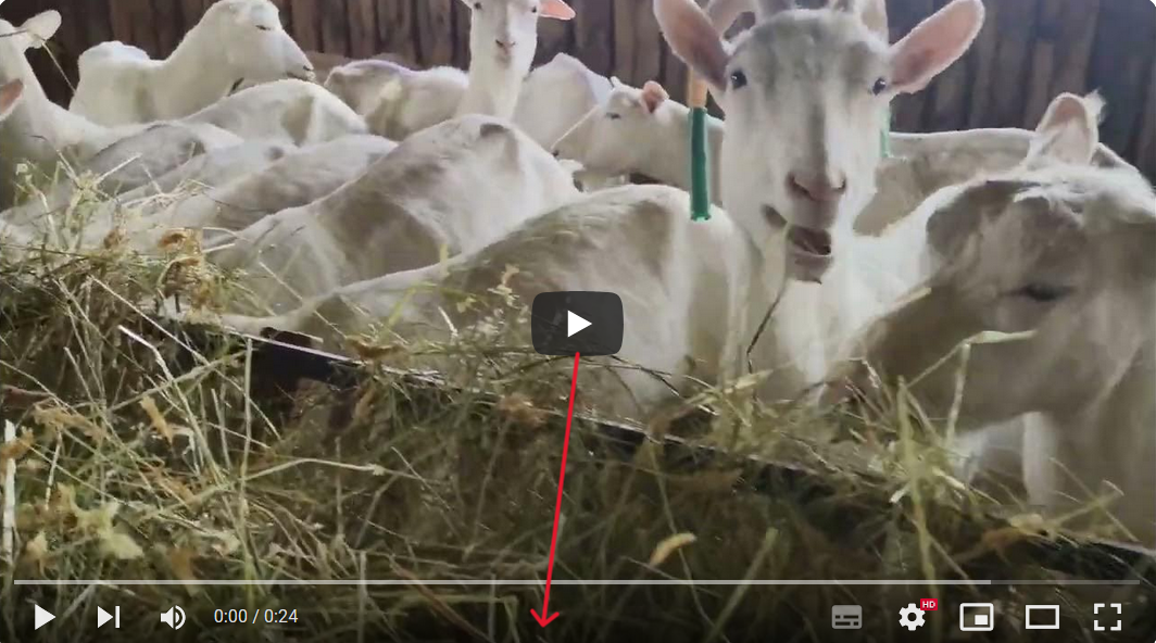 KOZY PLEMENNÉ BÍLÉ KRÁTKOSRSTÉ-BIO CHOV-CELÉ KNOW-HOW - 5