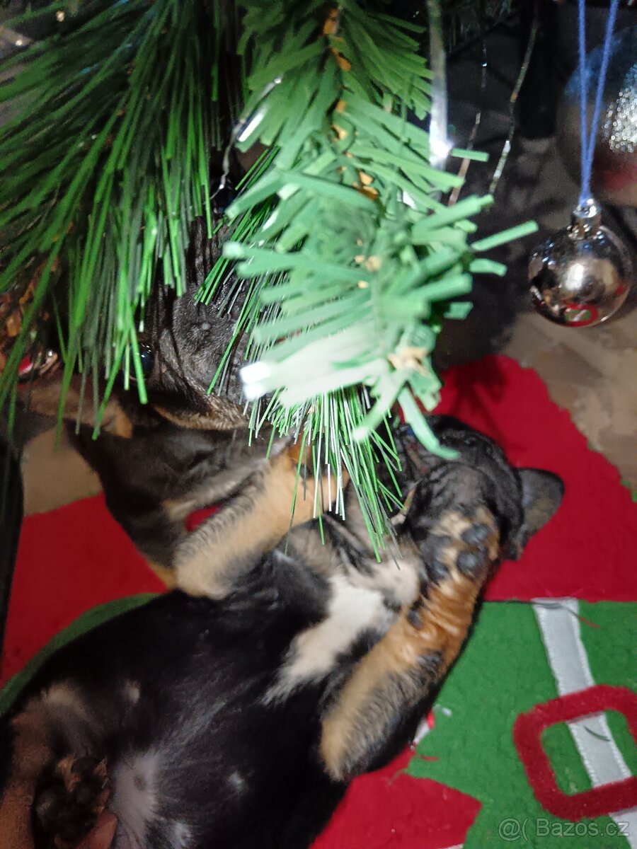 Francouzský buldocek - 5