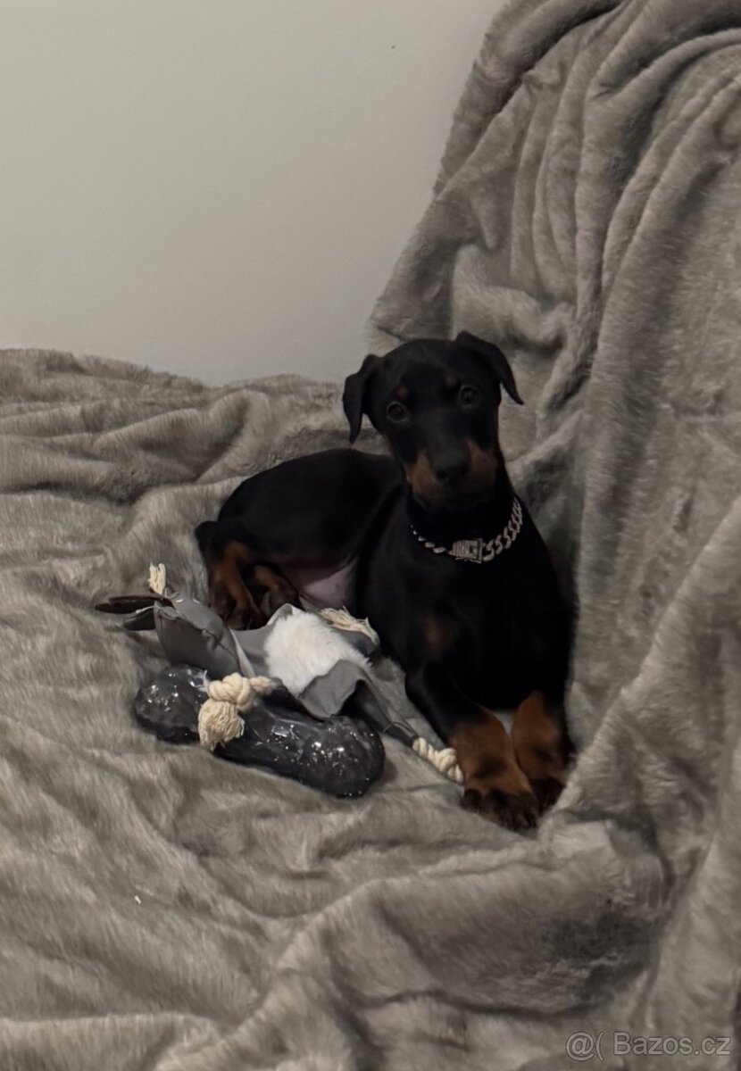 Dobrman - kupírováná fenka - 5