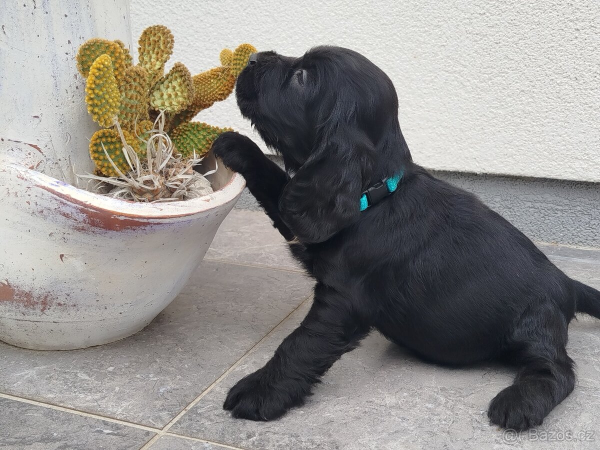 ANGLICKÝ KOKRSPANEL - 5