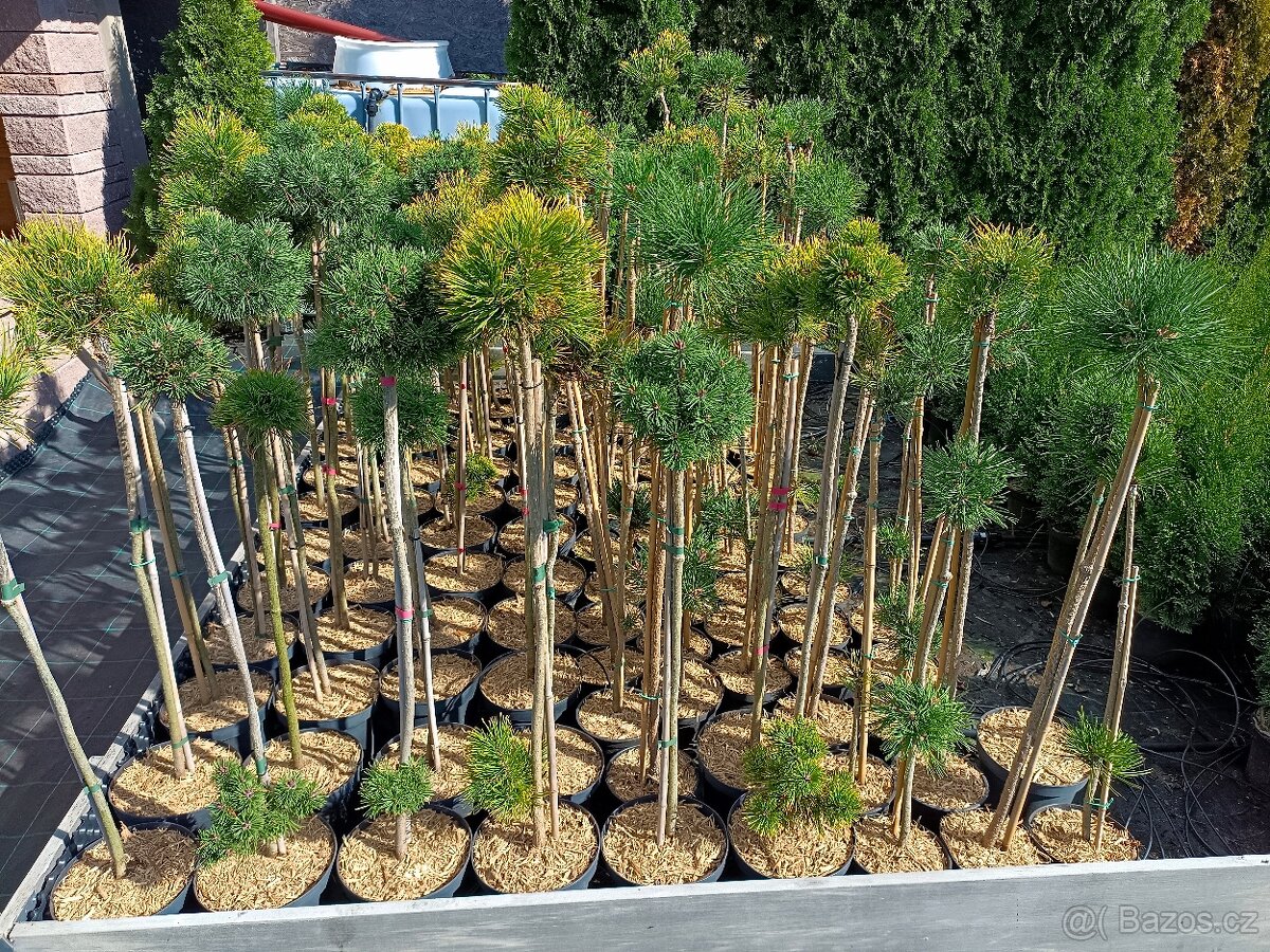 Prodám thuje smaragd - 5