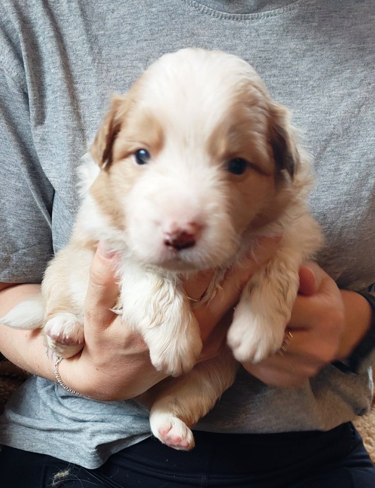 border kolie ee - red - 5