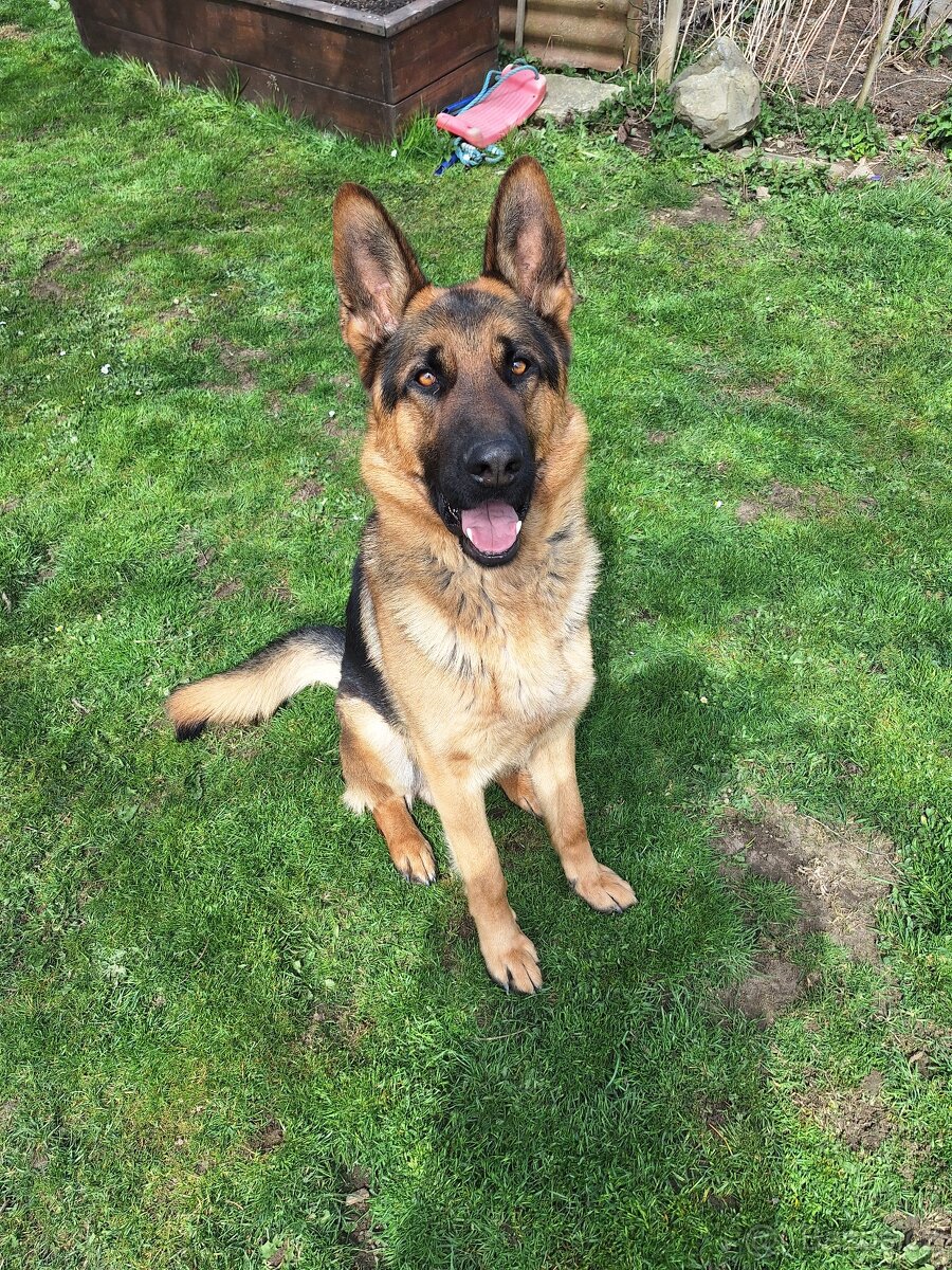 Německý ovčák - 5