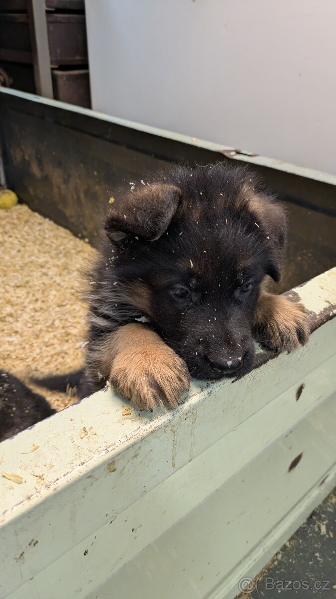 Nemecky ovcak kratkosrsty - 5