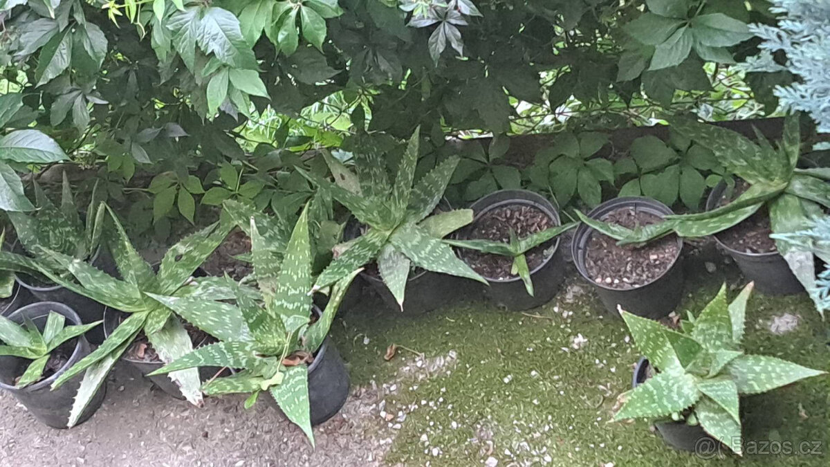 Rakytník řešetlákový zdarma - 5