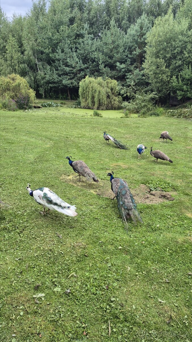 Páv, pavice,pávata - 5