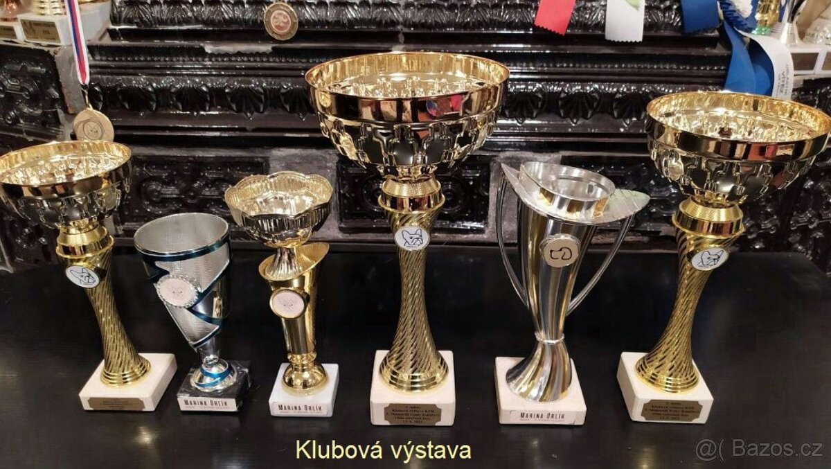 Francouzský buldoček s PP - 5