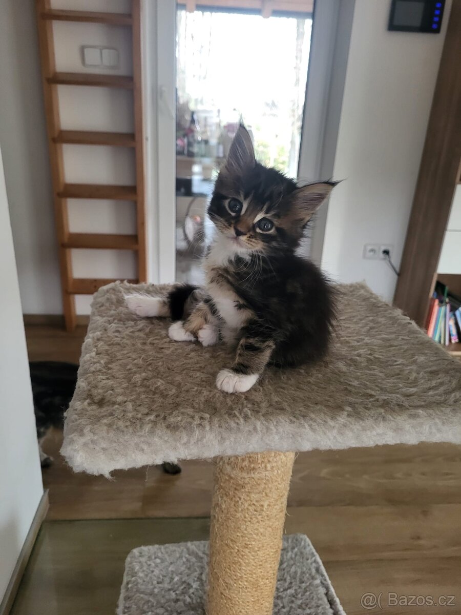 Mainská mývalí koťátka bez pp - 5