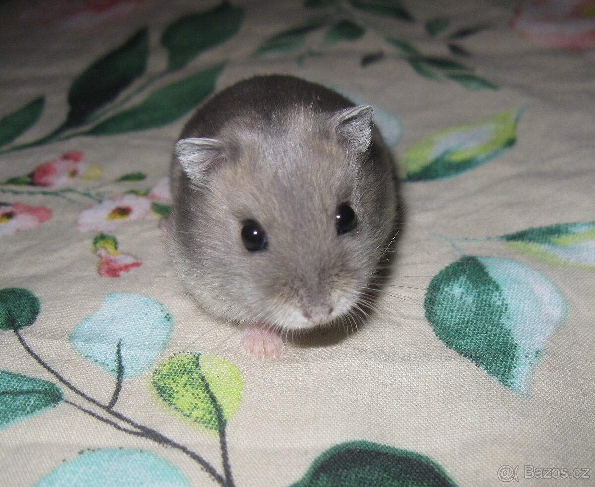 Křeček džungarský s PP (Brno, Břeclav, Kúty) - 5