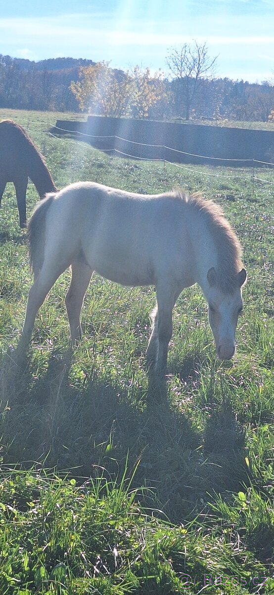 Letošní hřebeček - 5