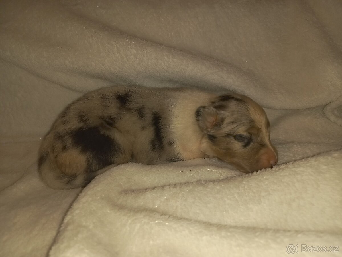 Australský ovčák s PP - 5