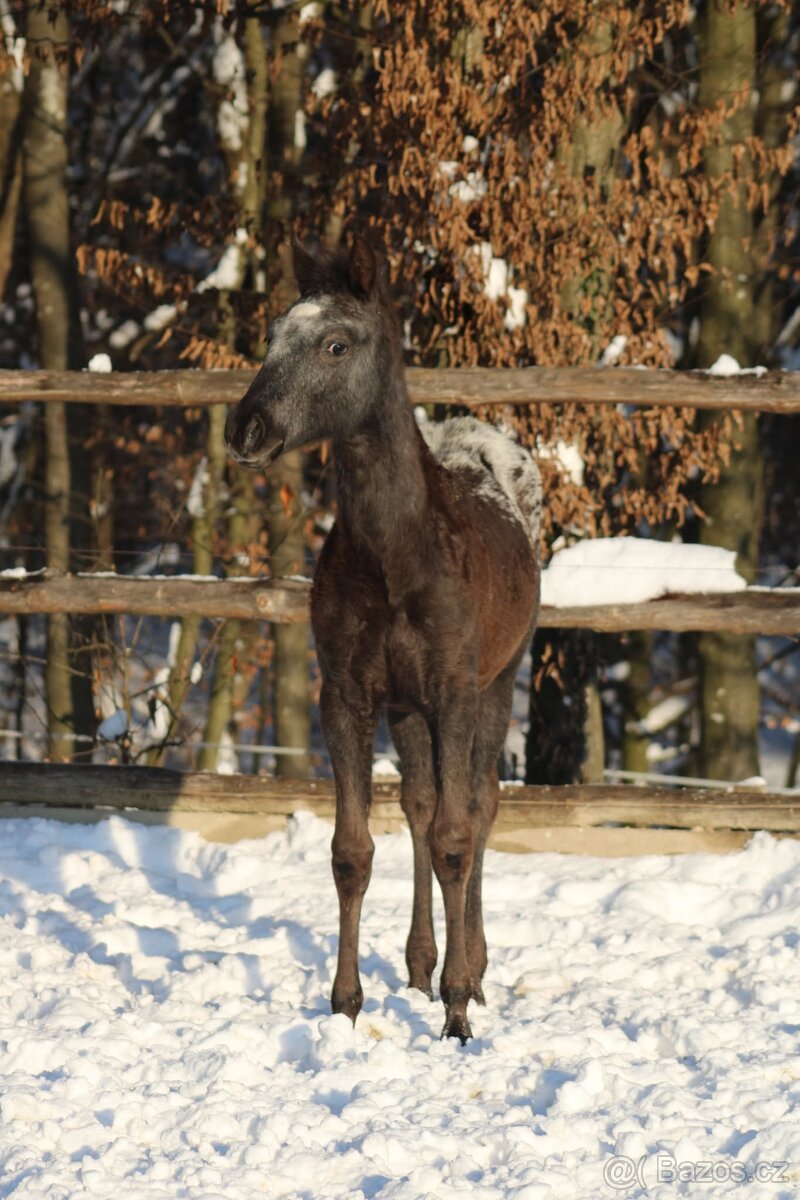 Black Pintaloosa SND Maxie - 5