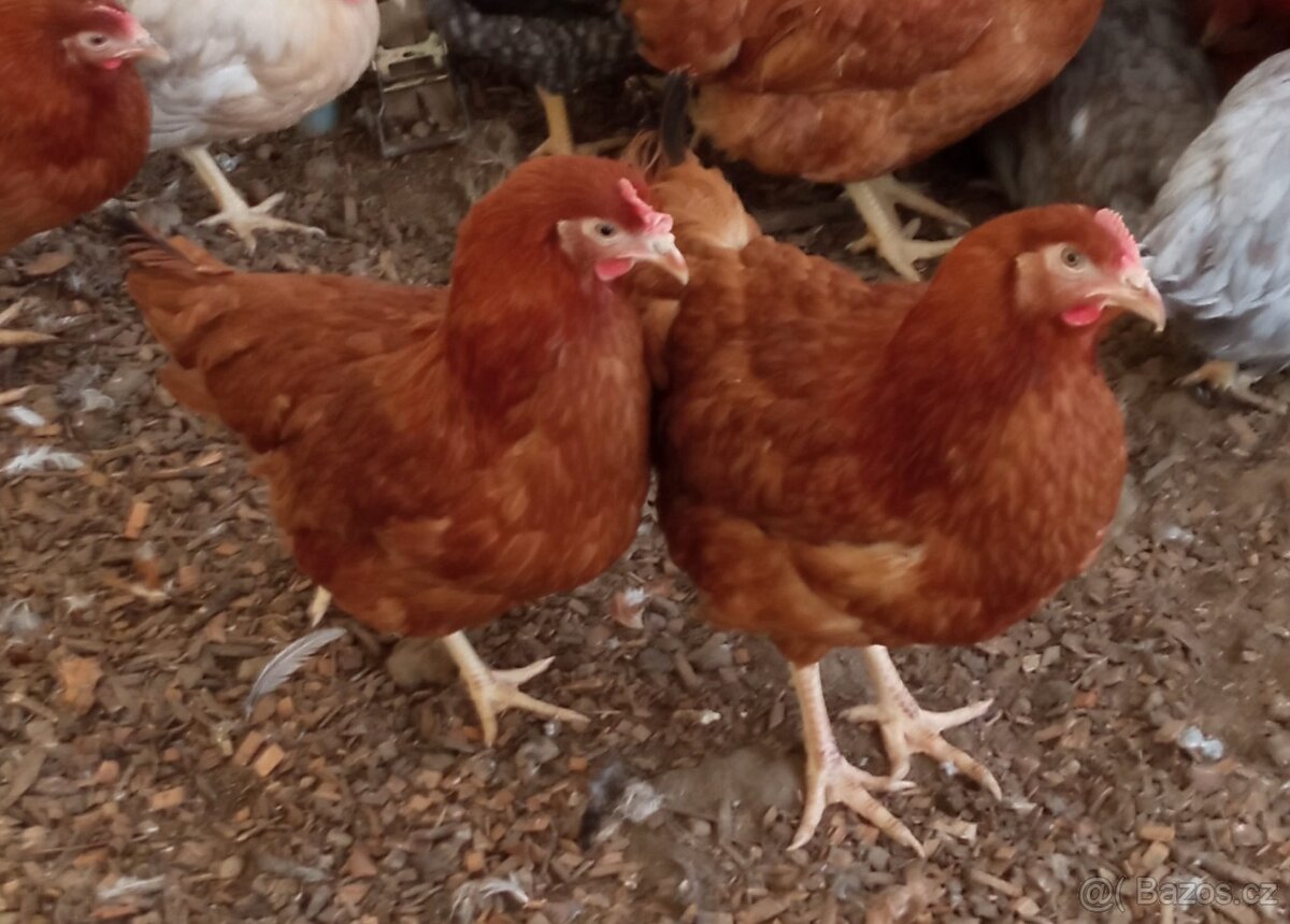 Kuřice/kuřata - 5