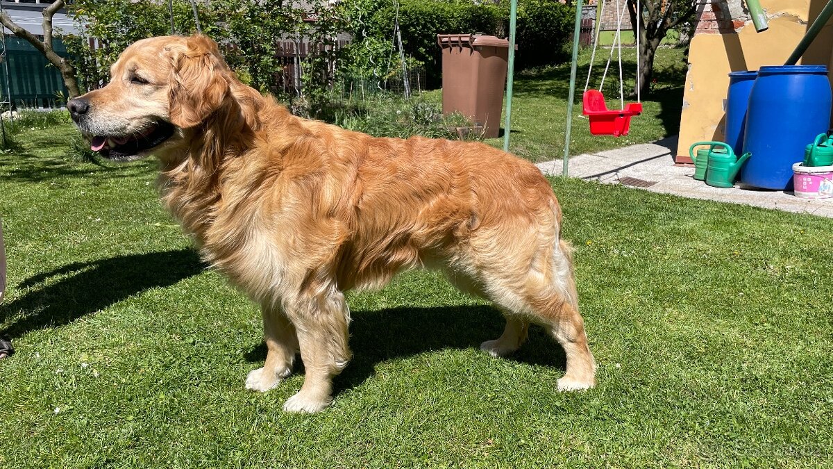 Chovný Zlatý Retriever s PP ke krytí - 5