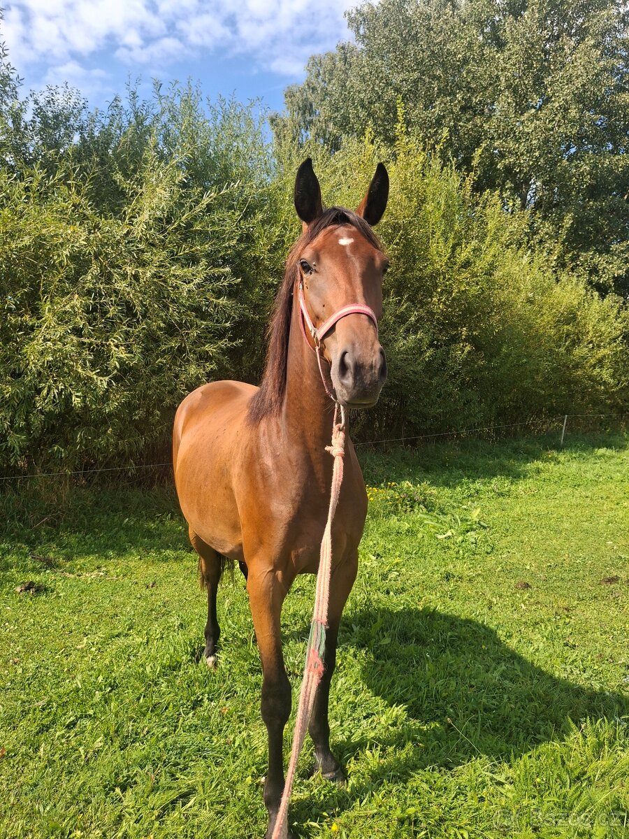 Dvouletá klisnička - 5