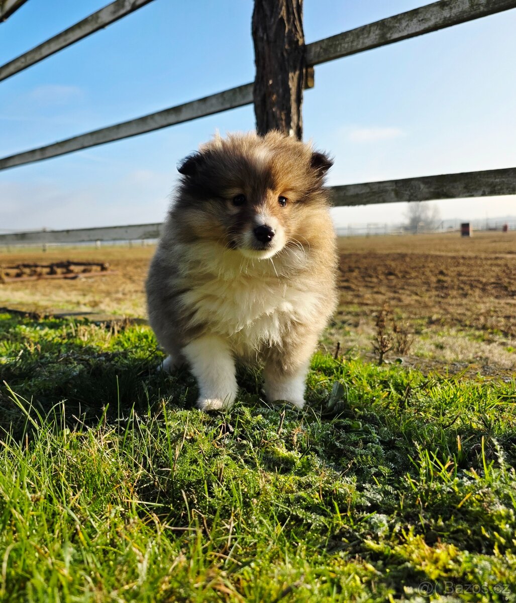 Sheltie/Šeltie - 5