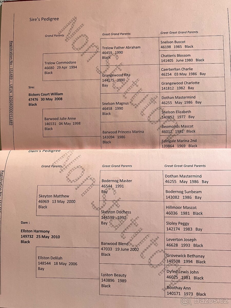 Shire horse 2 kobyly - 5