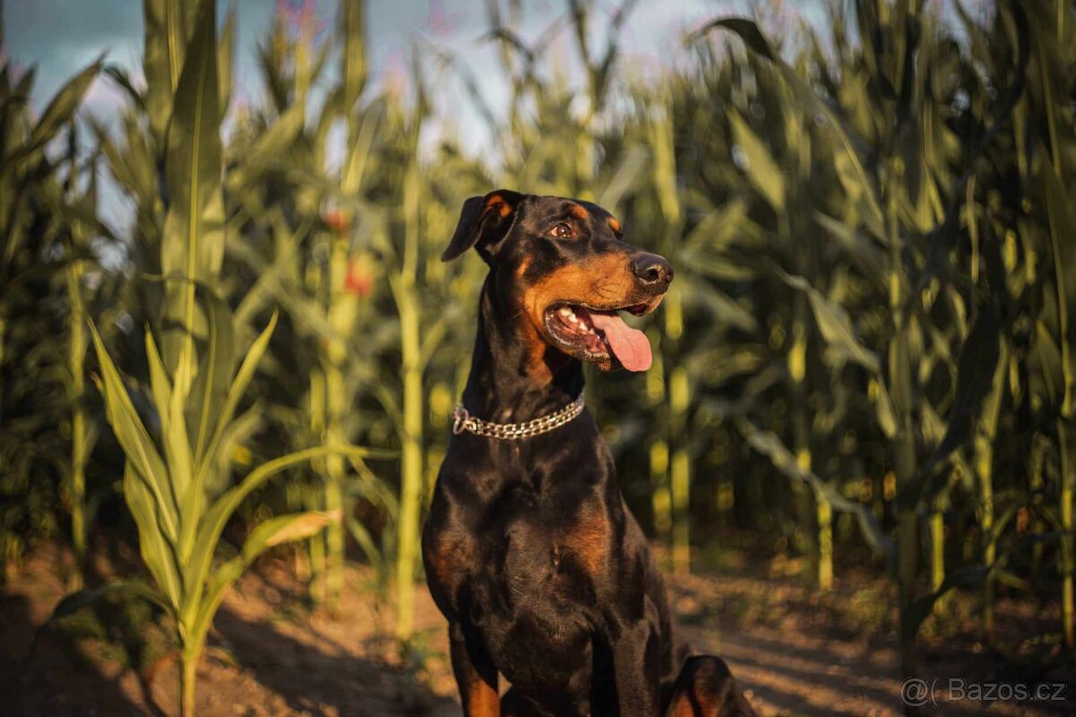 adopce Dobby - 8.12. 2021 narozený - 5