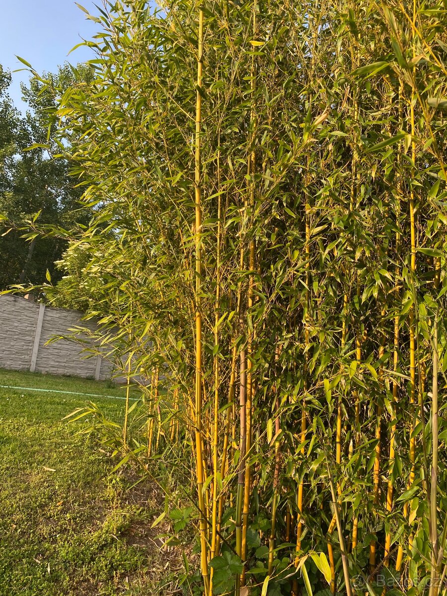 Mrazuvzdorný bambus - 5