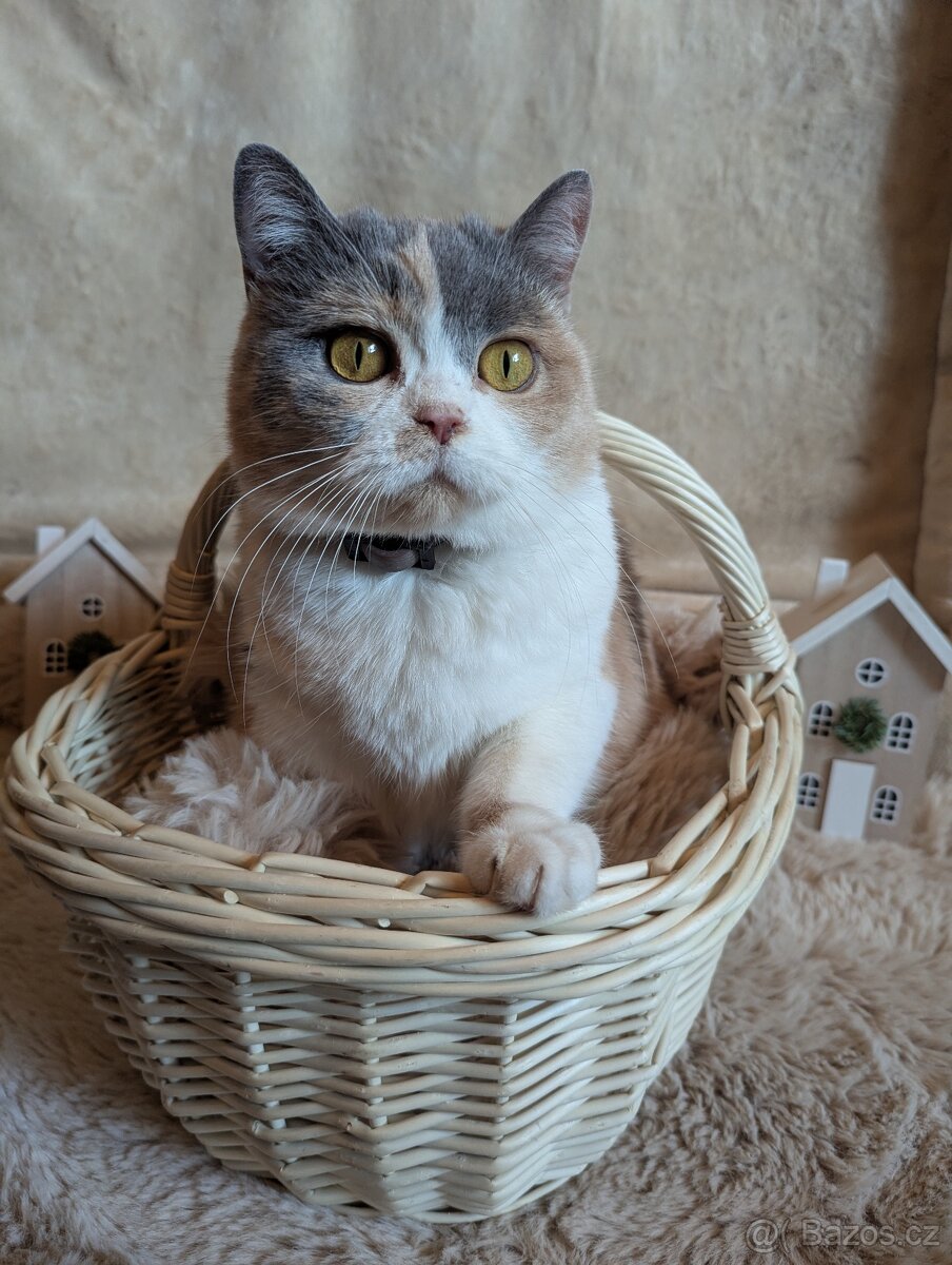 Britská koťata - 5