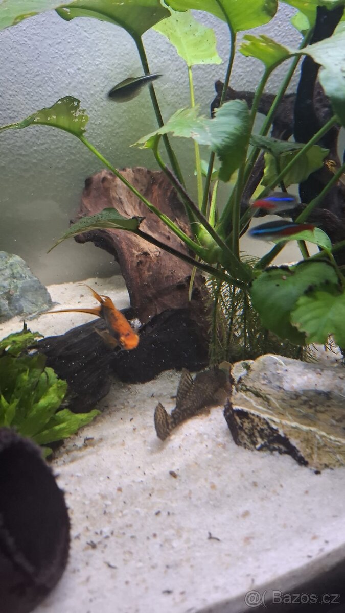 Komplet zaběhle akvarium. - 5