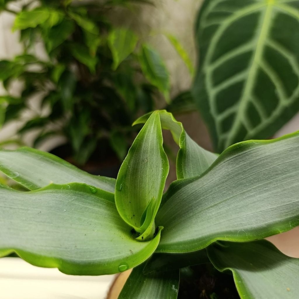 Tradescantia mix - 5