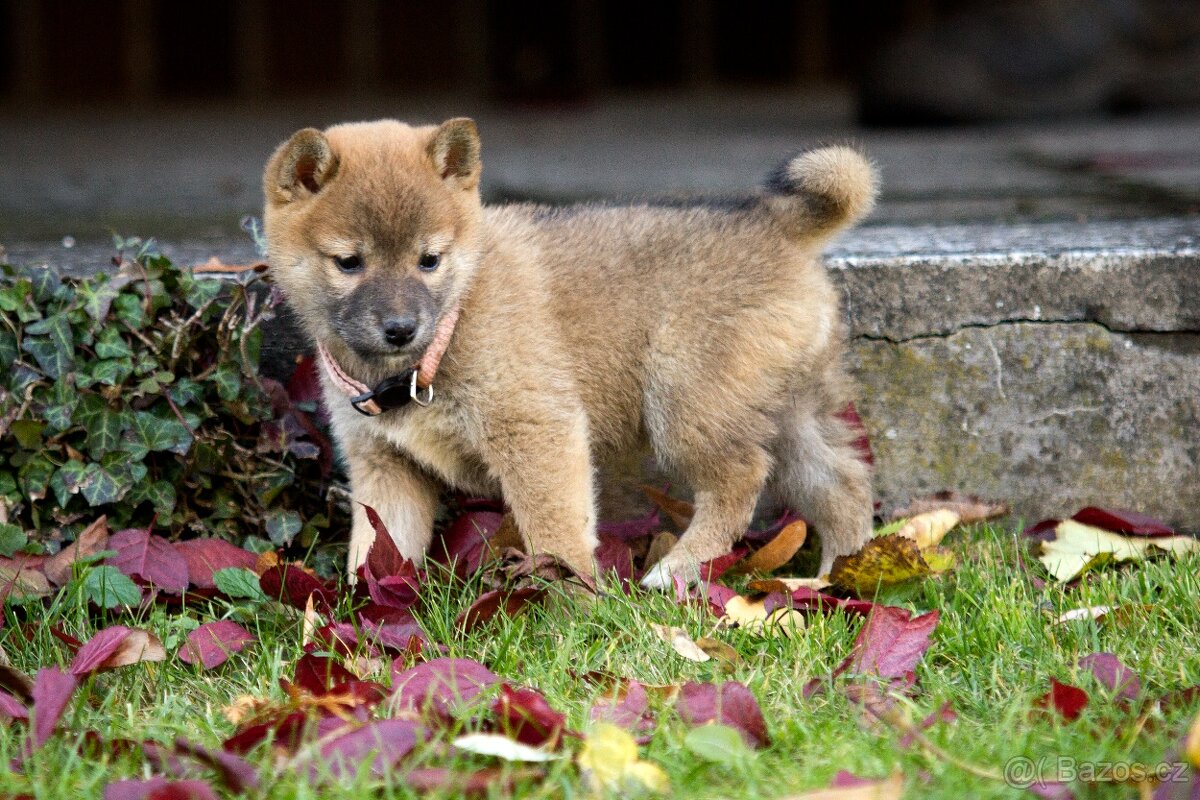 Shiba inu s PP - 5