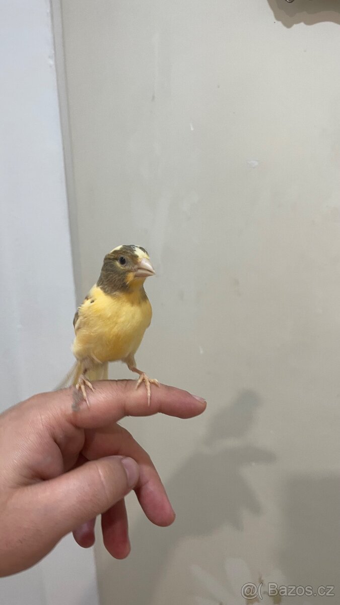 Nabízím kanáři 5/12/2025 - 5