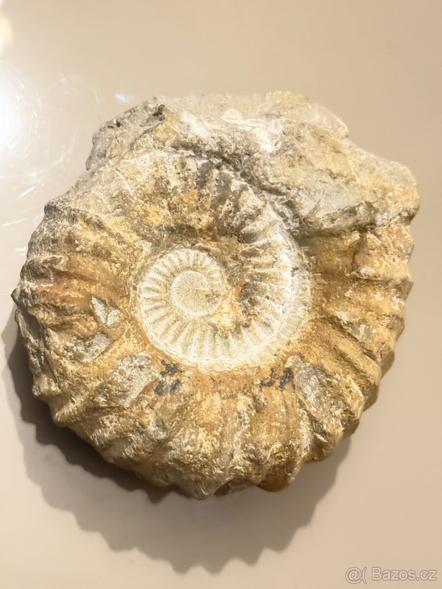 Amonit Maroko 12x11 cm - 5