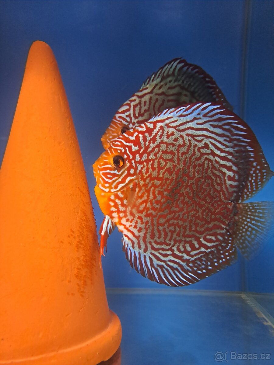 Discus-Terčovec - 5