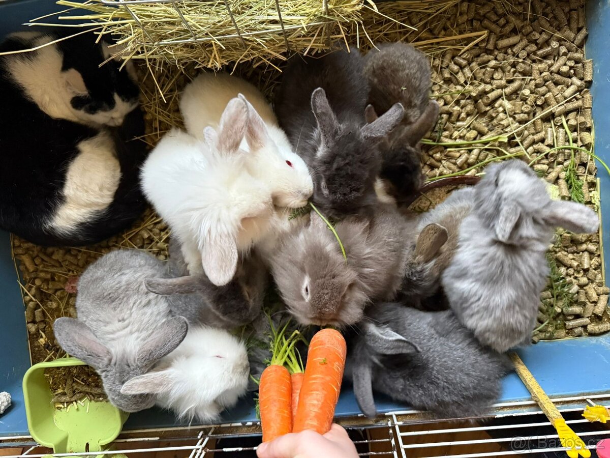 Zakrslý králíček - 5