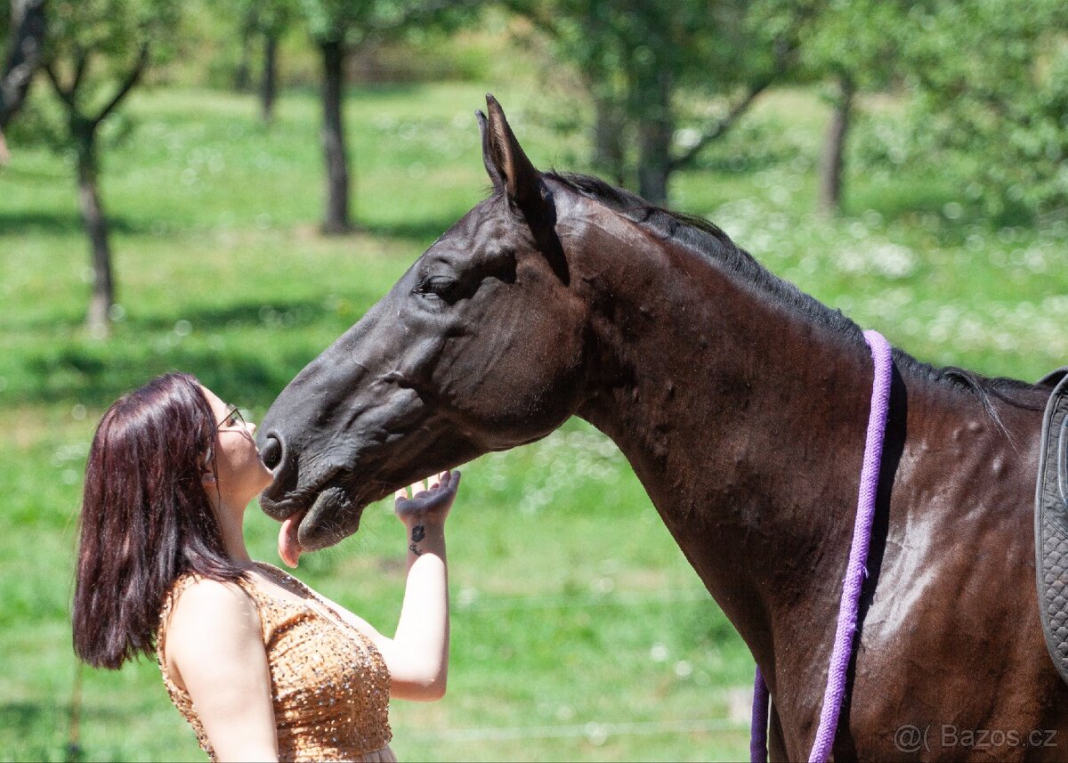 Pronájem valacha - 5