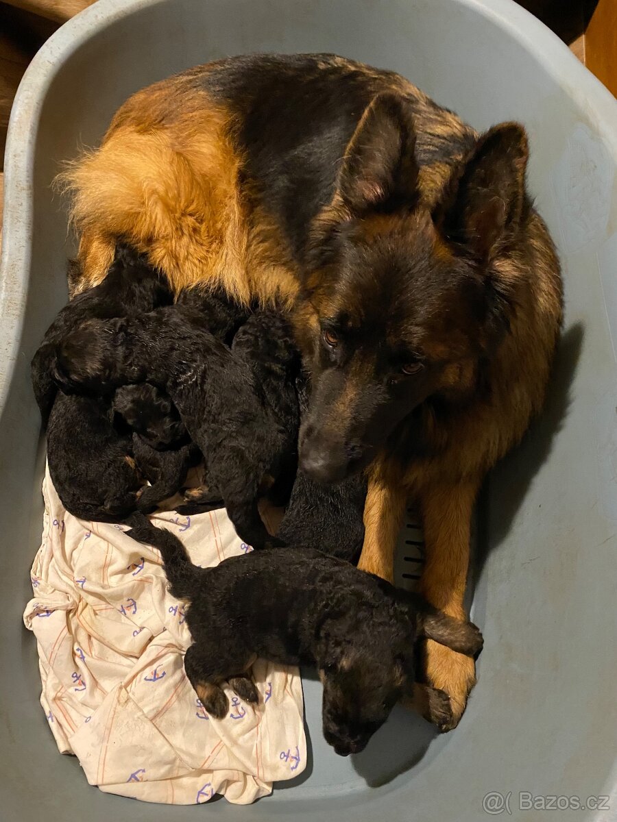 Německý ovčák štěňata s PP (dlouhosrstý) - 5